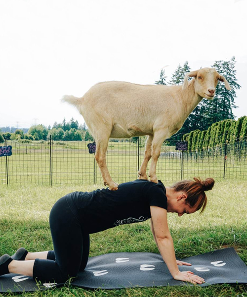 Goat Yoga Classes For Fun and Fitness